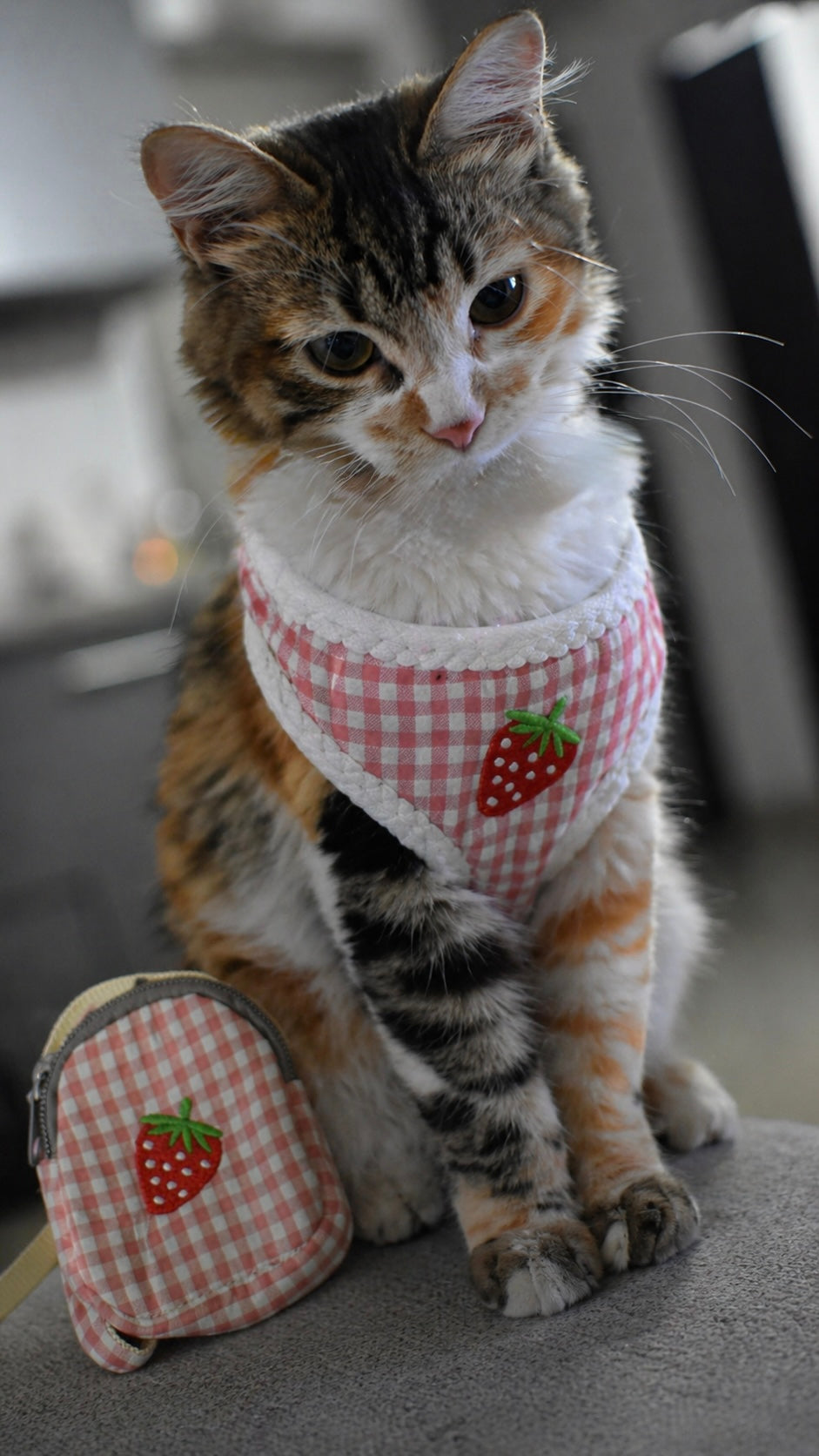 🍓🐾 Arnés para Gato Frutitas con Bolsillo
